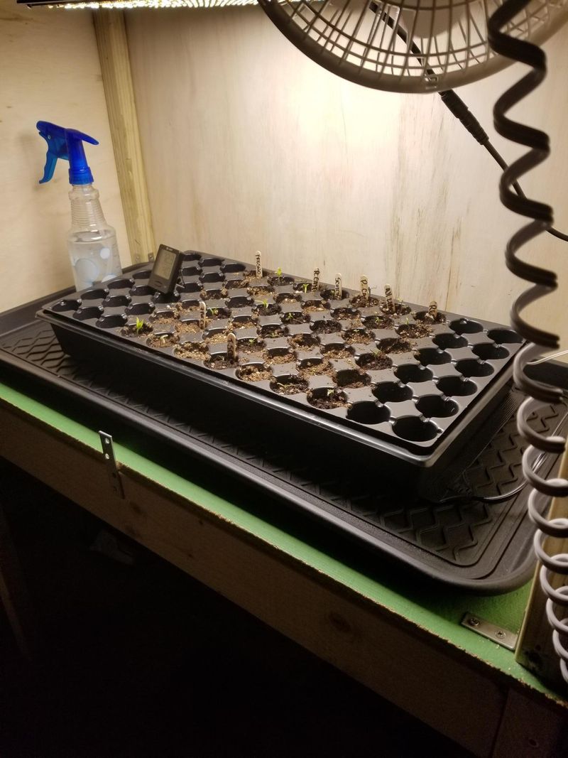 Why Bottom Watering Works Better In Florida's Climate