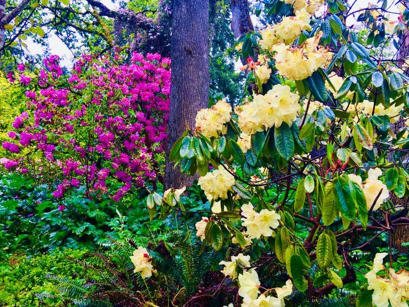 Hendricks Park Rhododendron Garden (Eugene)