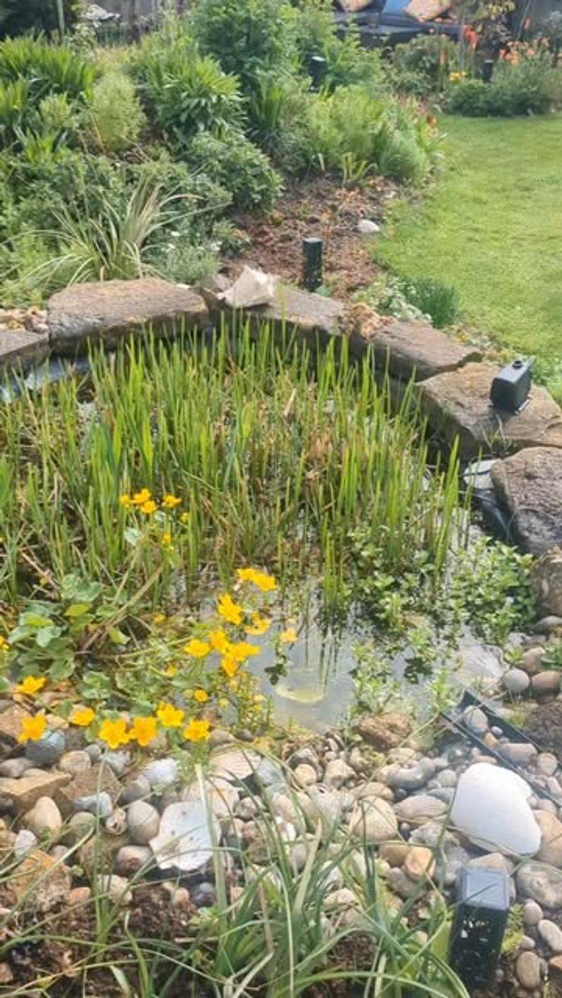 Natural Water Absorption Works Better Than Drains