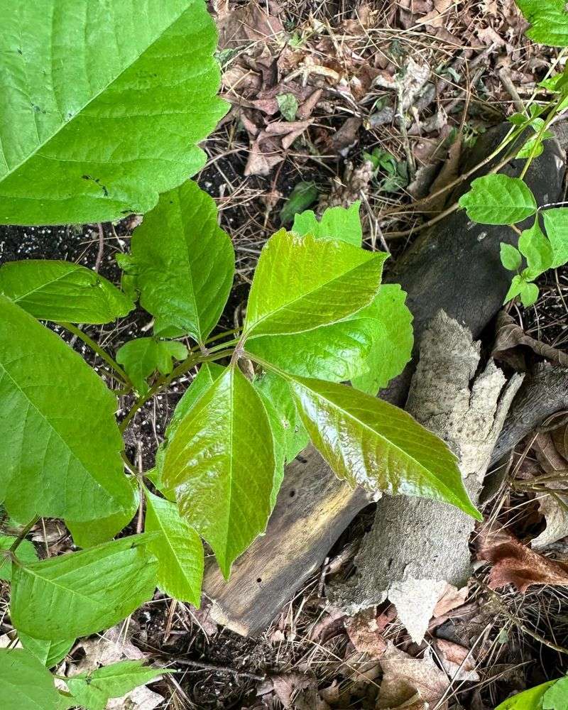 Burning Poison Ivy Creates Dangerous Airborne Urushiol Particles