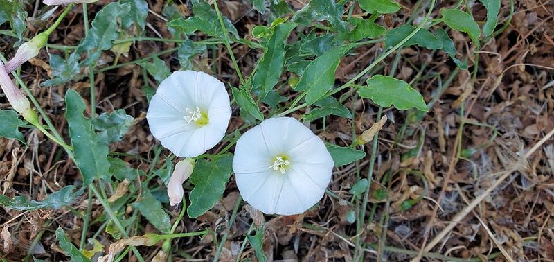 Spot Bindweed Early Before It Chokes Your Plants