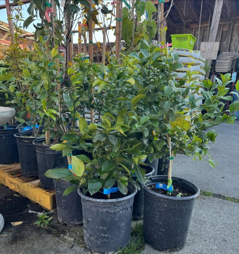 Late Winter Is Trickier Than It Looks In Florida