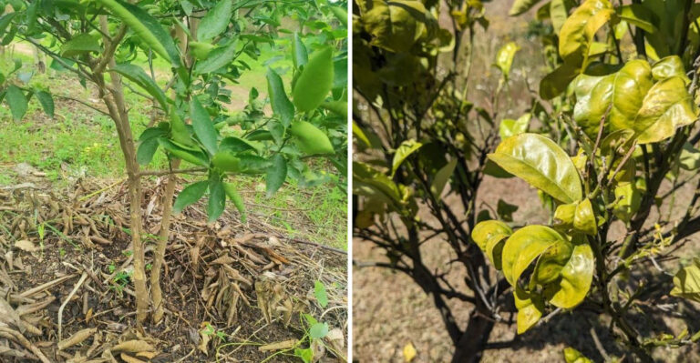 citrus tree struggling