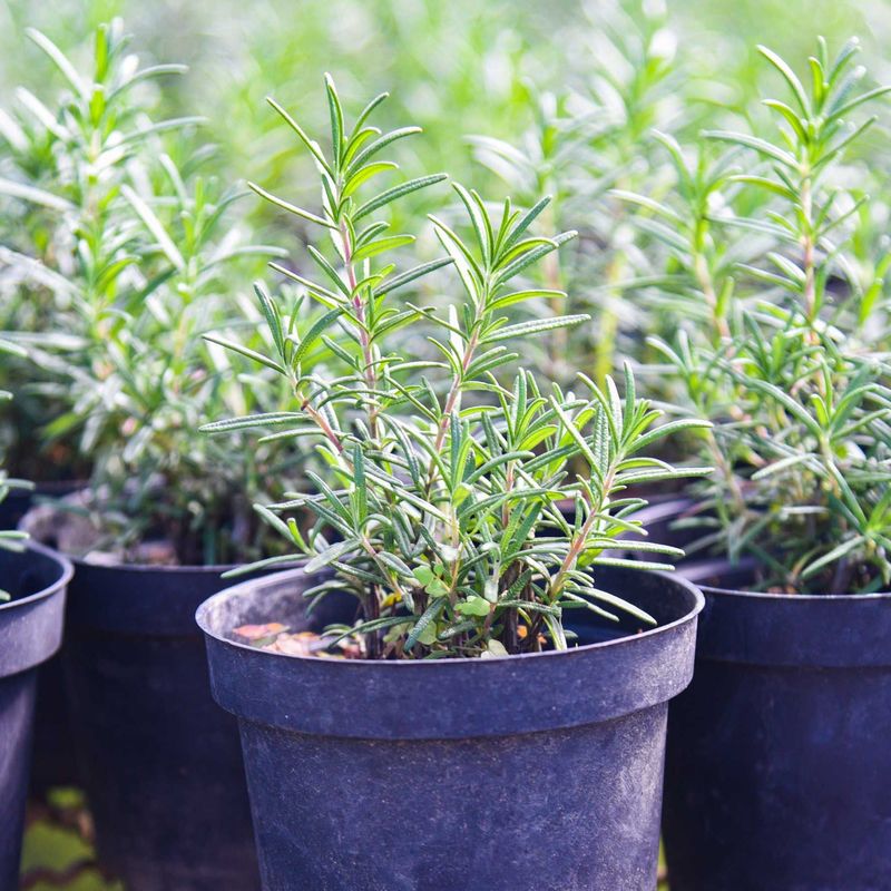 Repels Mosquitoes And Other Pests Naturally