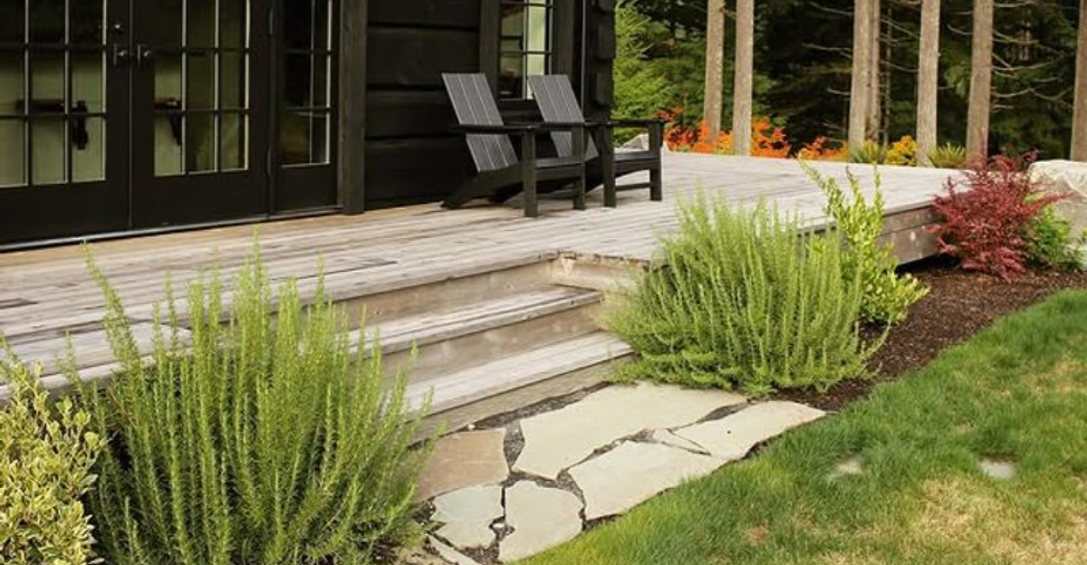 rosemary by front doors