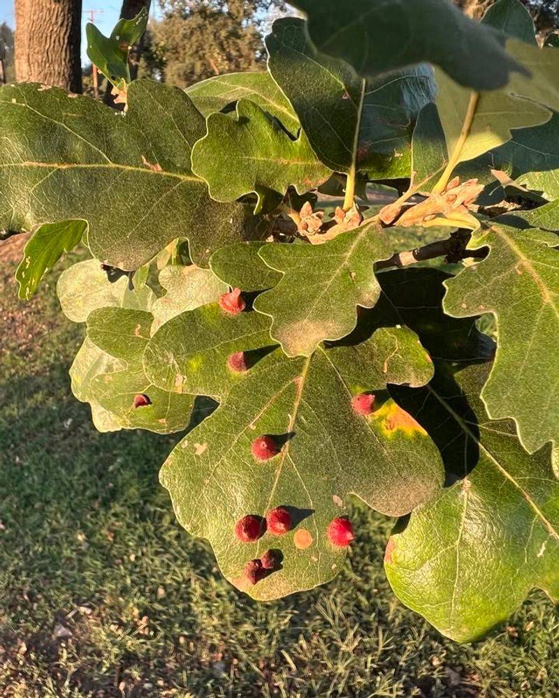 How Ohio Weather Shapes The Way Leaf Galls Form