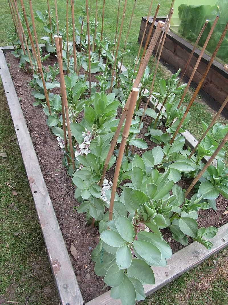 The Soil Mix That Makes Raised Beds Actually Thrive