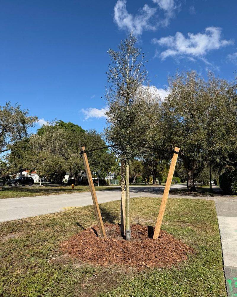 Here Is Where To Place Stakes Without Damaging Roots