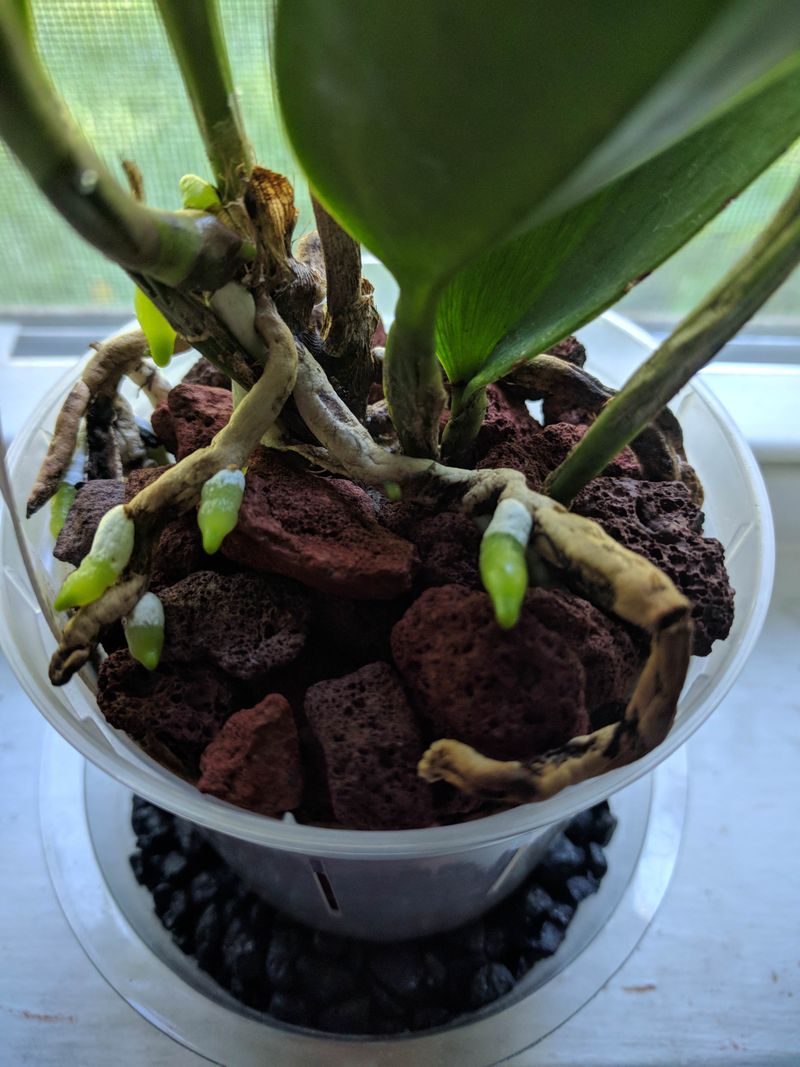 Fertilizer Mistakes That Cause Leaf Growth Instead Of Flowers