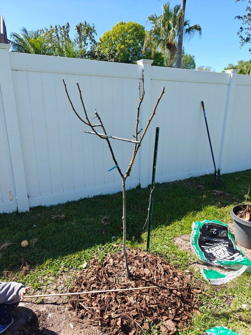 Which Fruit Trees Should Be Pruned