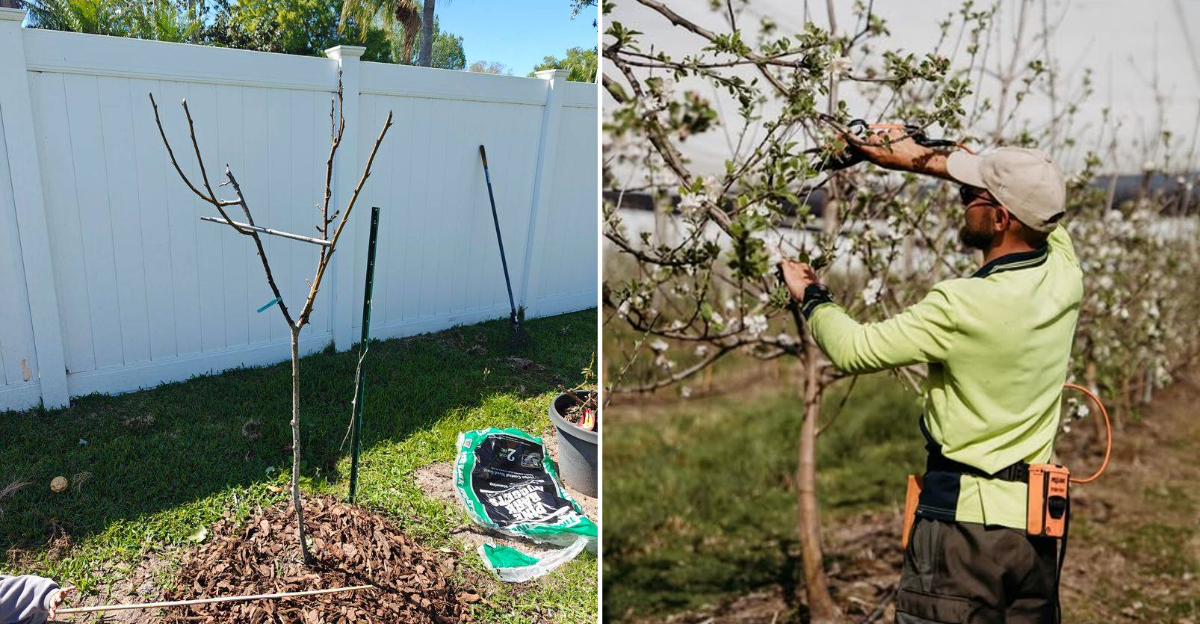 cali fruit tree pruning