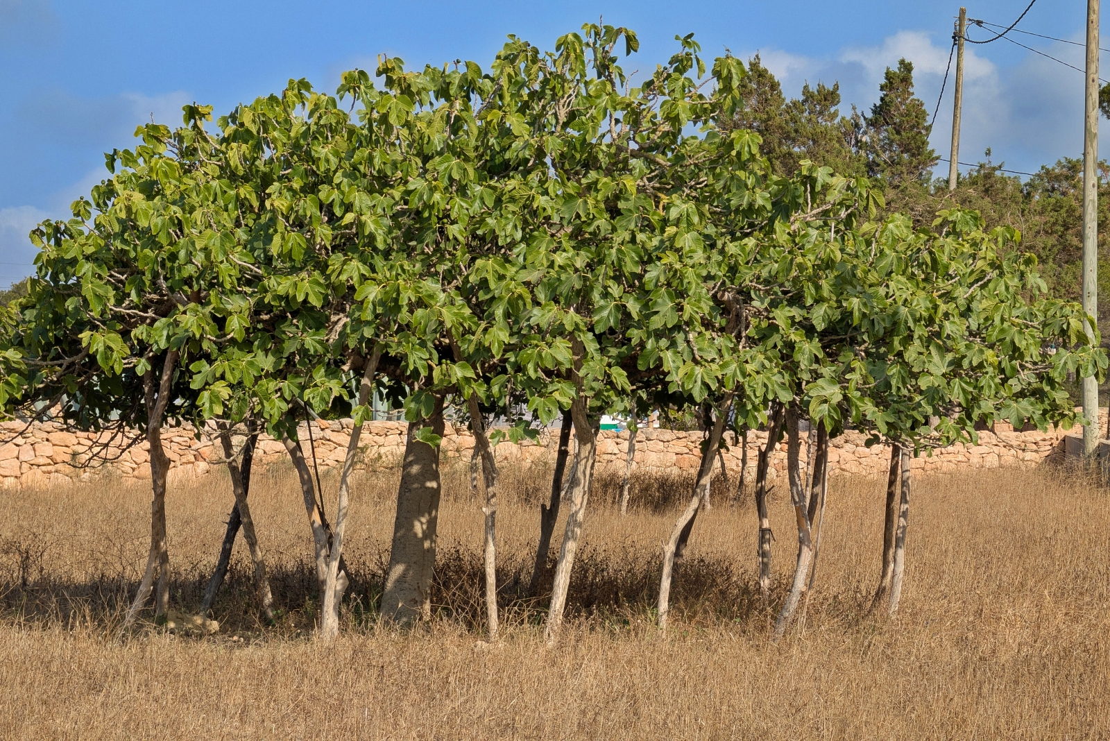 The Right Way To Prune Fig Trees For Better Harvests In Florida