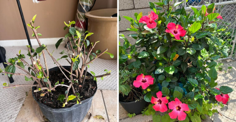 pruned hibiscus and blooming hibiscus
