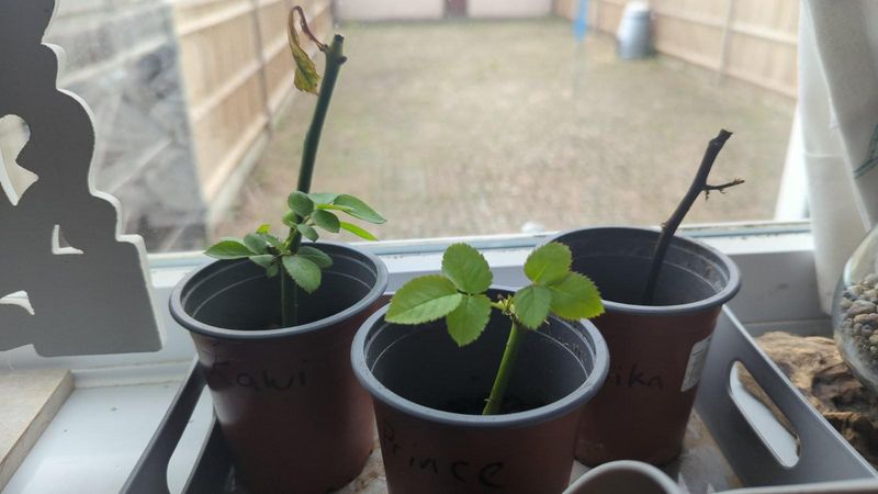 How Timing Affects Root Establishment