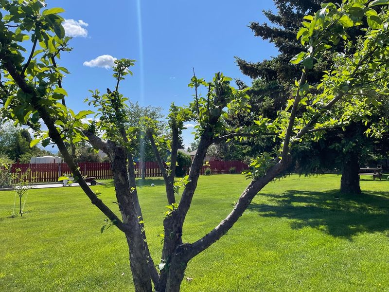 What Counts As Reasonable Tree Maintenance Under North Carolina Standards