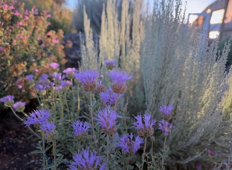 Community And City Support For Wildlife-Friendly Yards