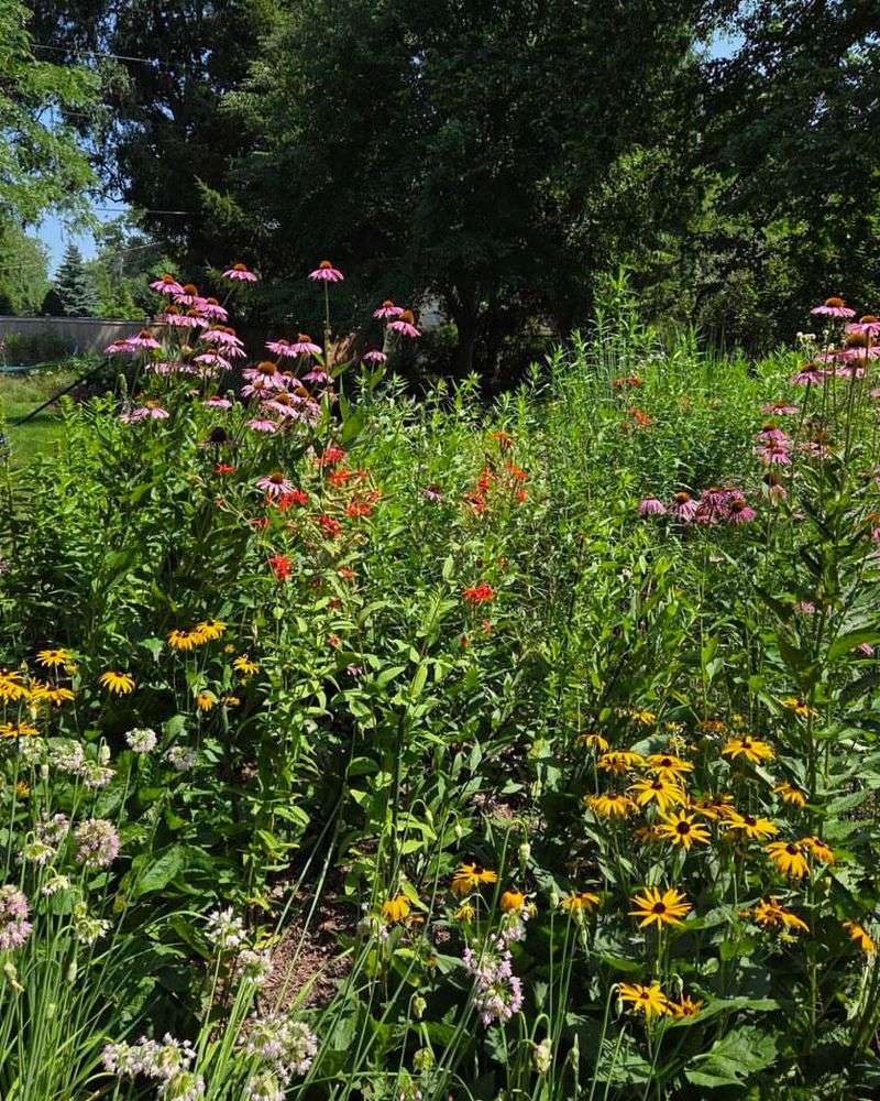 Native Plants Taking Center Stage
