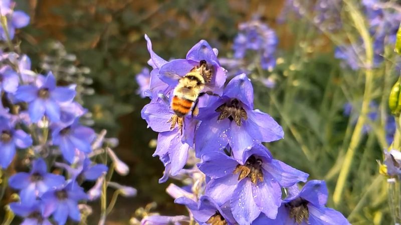 A Pollinator Favorite With Major Visual Power