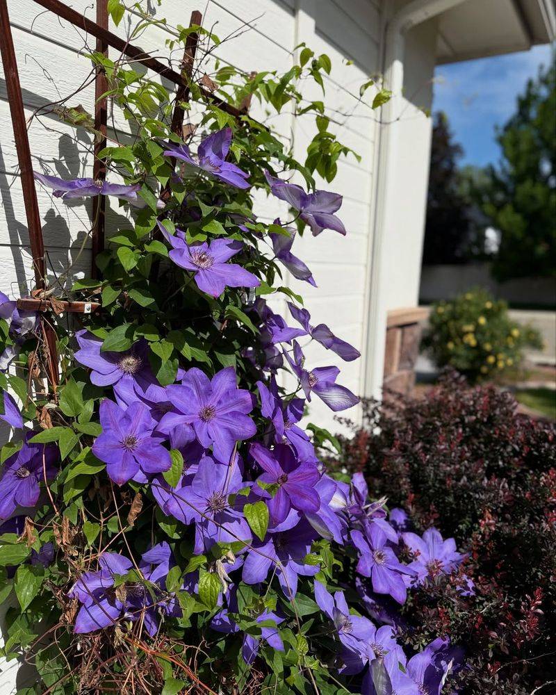How To Recognize When Your Clematis Blooms