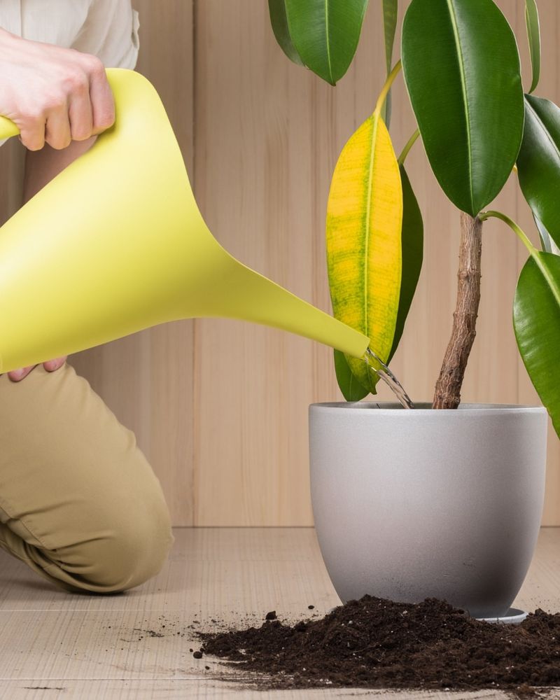 Check Your Watering Schedule And Soil Moisture