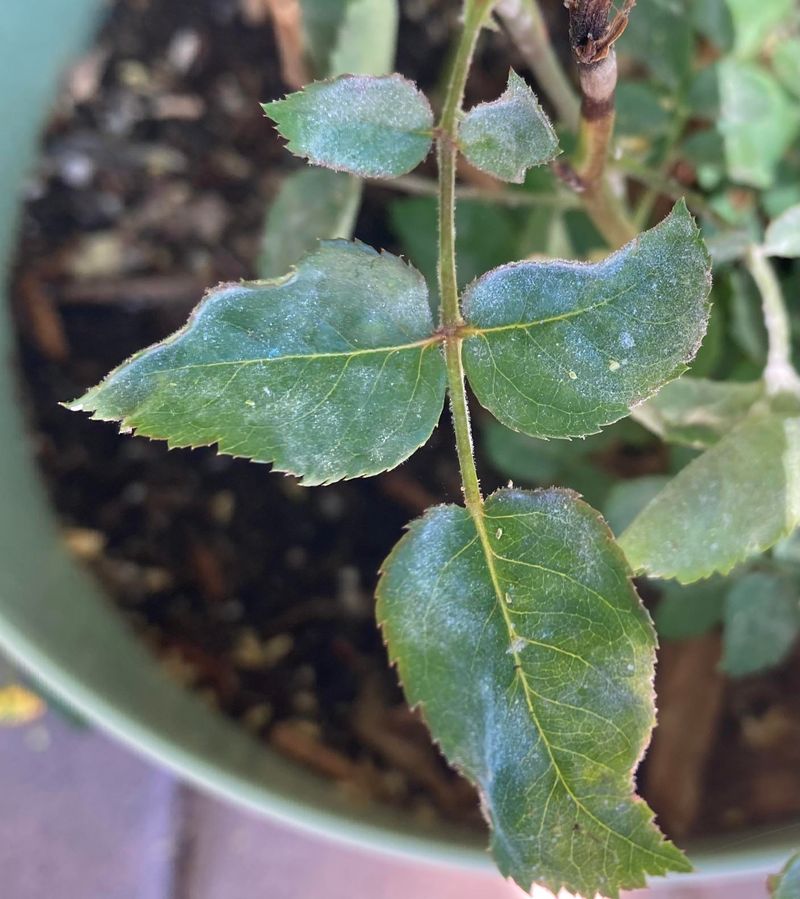 Why Some Gardeners Reach For It During Fungal Issues