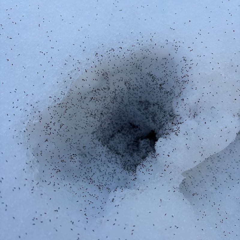 Antifreeze Proteins Keep Them Active in Freezing Temperatures