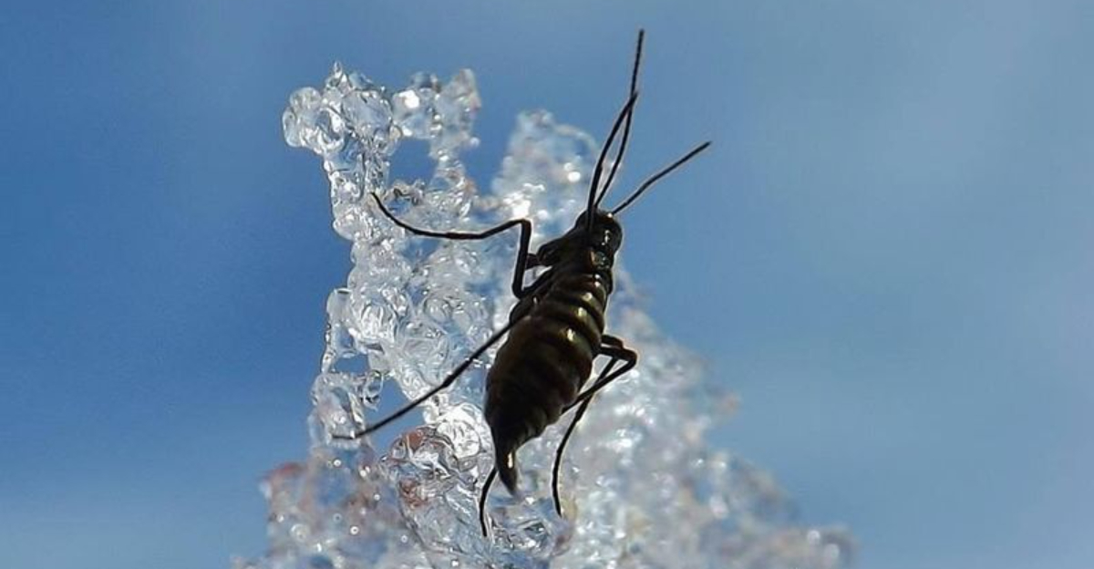 snow fleas (featured image)