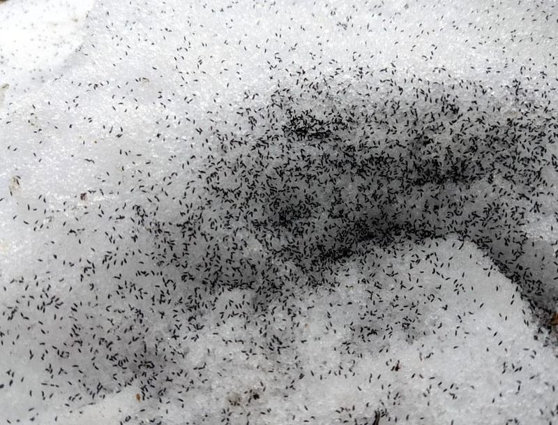The Small Insect Showing Up In Michigan Snow — And Why It’s Important