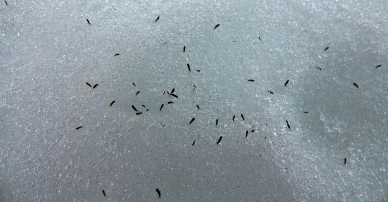 Insect in snow (featured image)