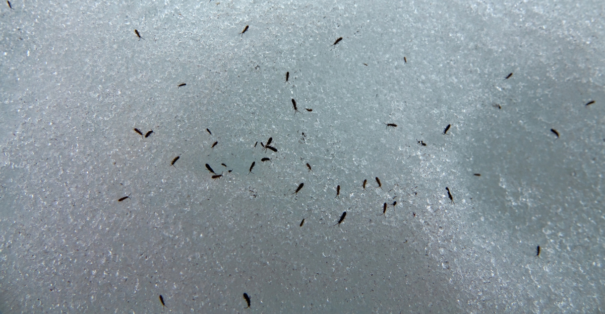 Insect in snow (featured image)