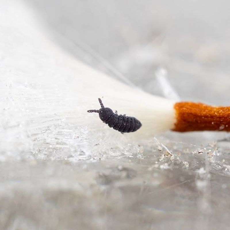 Snow Fleas Aren't Actually Fleas At All