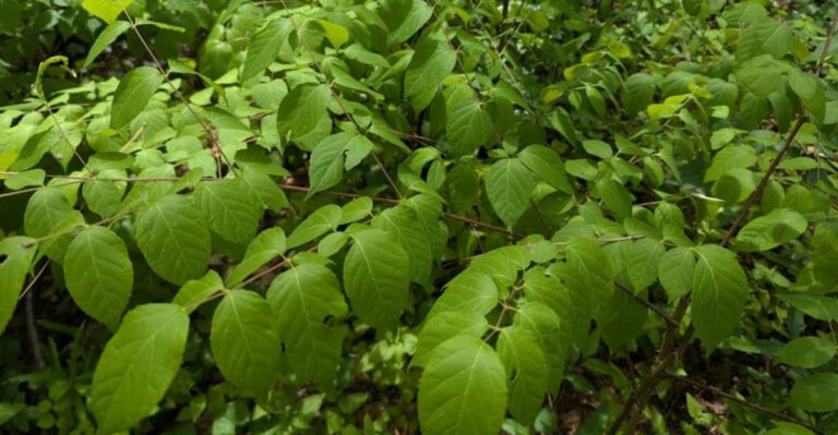 devil's walking stick