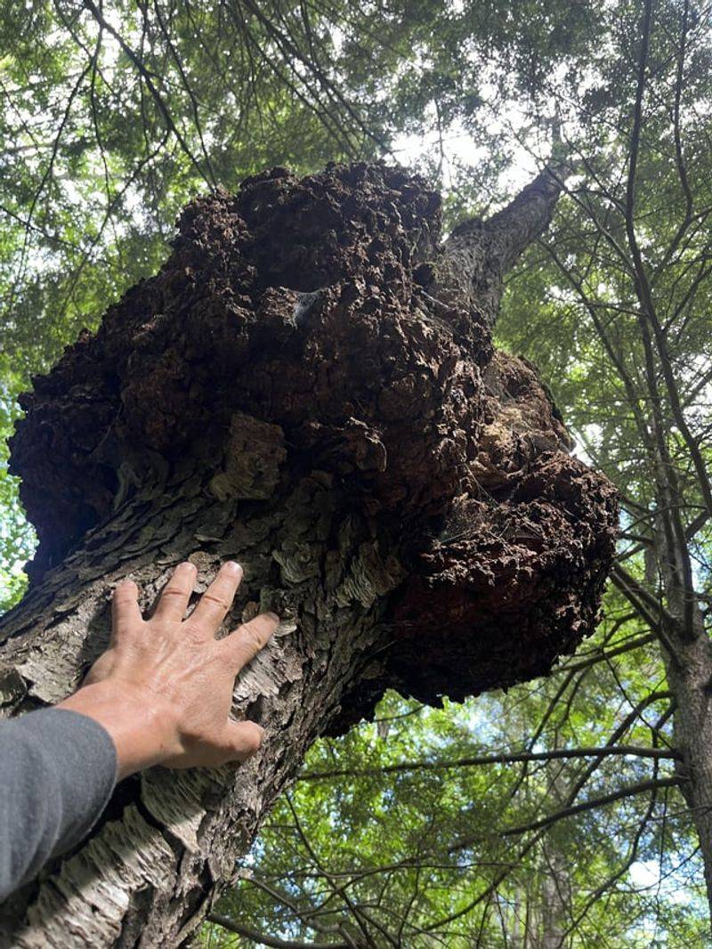 Why These Tree Changes Appear During Cold Months