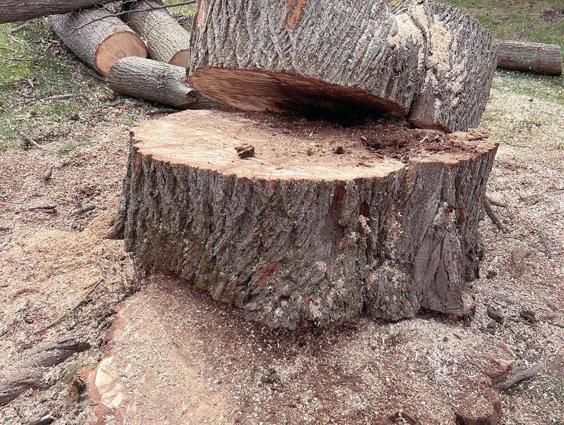 The Stump Poses A Safety Hazard