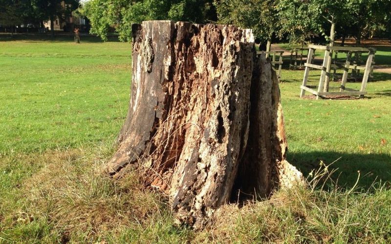 The Stump Is Spreading Disease To Healthy Trees