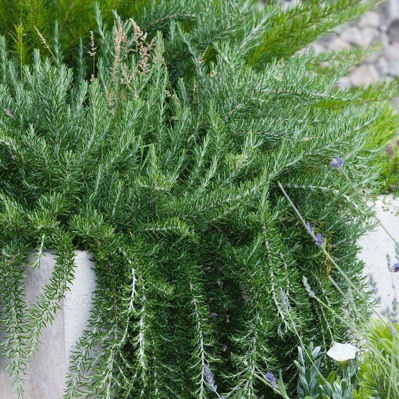 An Evergreen Look Without Constant Trimming