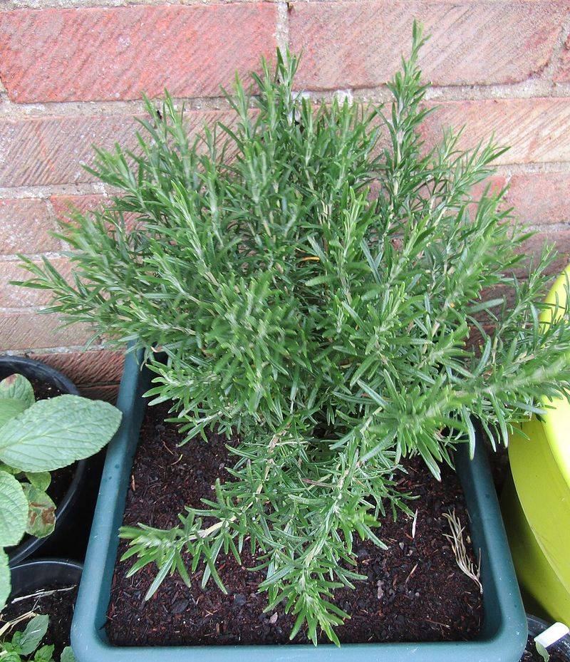 Rosemary May Help Discourage Some Insects