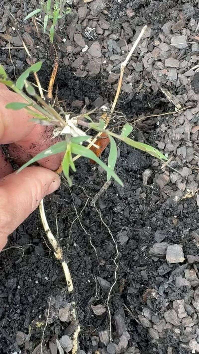 Cool Weather Makes Soil Easier To Work With