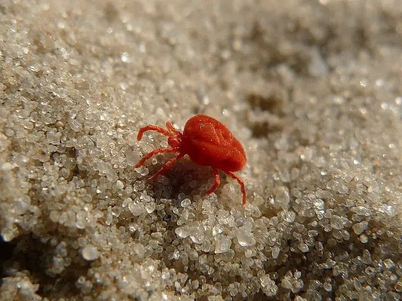 Why Clover Mites Suddenly Appear In New Mexico Yards