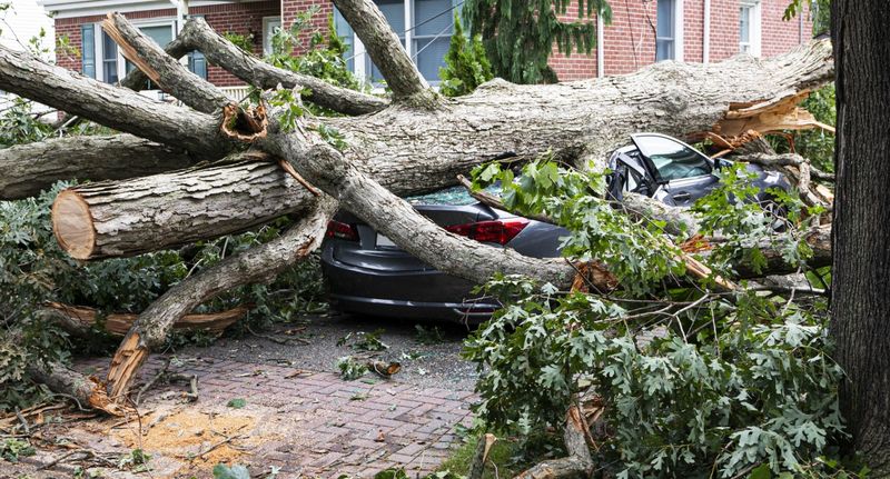 Negligence Can Make The Tree Owner Liable