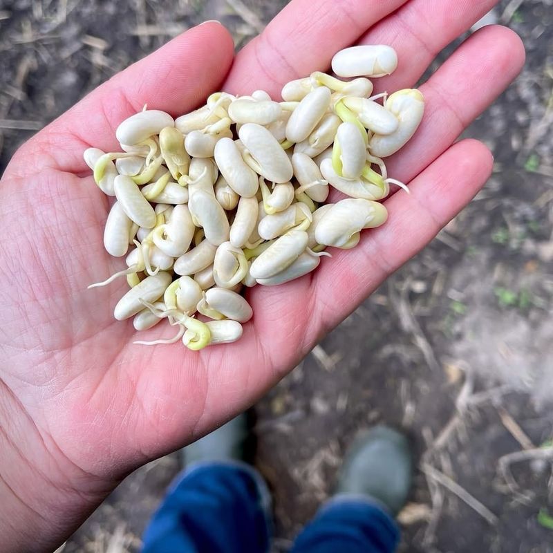 Understanding What Pre-Sprouting Really Means