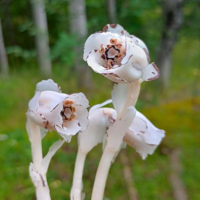 Why Moist, Shady Woodlands Are Ideal For Ghost Pipe Growth