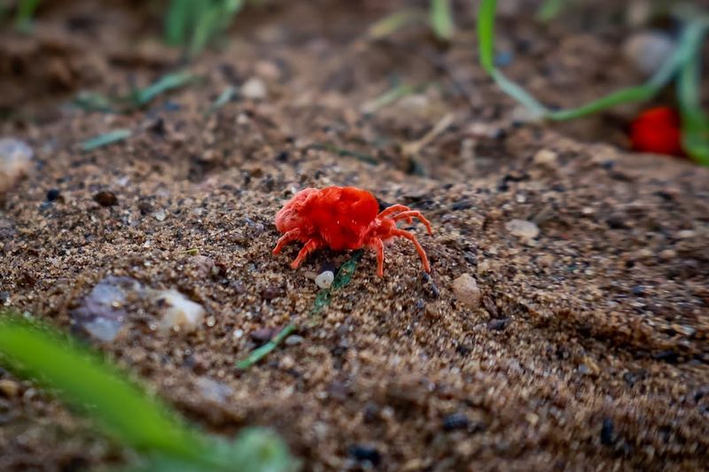Are Clover Mites Harmful To People Or Pets
