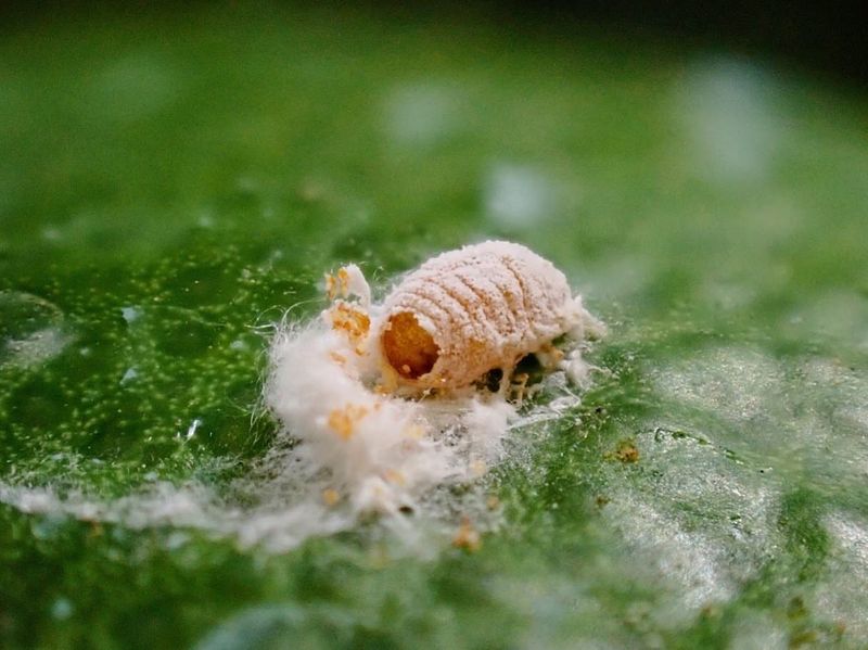 They Thrive In Warm, Dry Environments