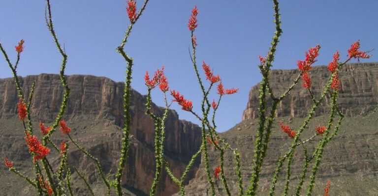 wild ocotillo in bloom