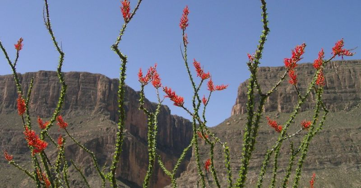 wild ocotillo in bloom