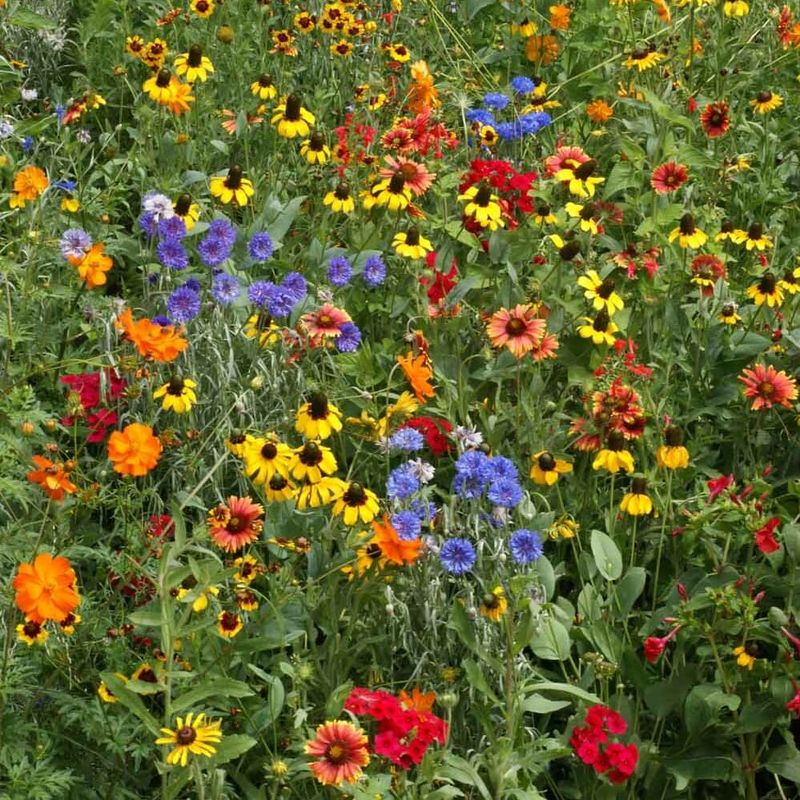How To Prep Your Yard For Fast Wildflower Success