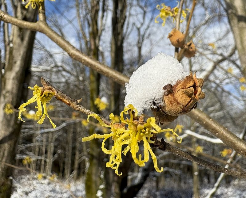 What Eastern Witch Hazel Is And Why It's Native To Pennsylvania