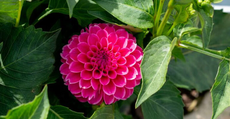 Double Dahlias