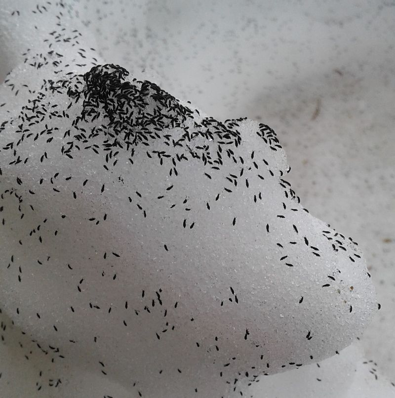 They Thrive In Cold Winter Temperatures